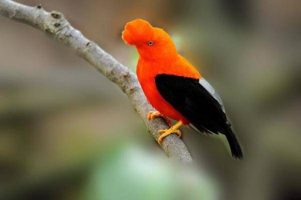 世界奇鸟大观之安第斯冠伞鸟，大怪鸟与伞鸟的区别-第4张