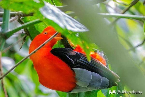 世界奇鸟大观之安第斯冠伞鸟，大怪鸟与伞鸟的区别-第15张