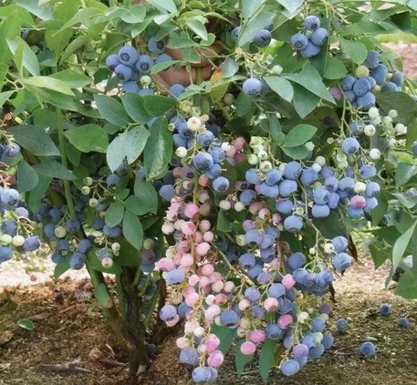 院子里露天种蓝莓（蓝莓庭院如何种植）-第5张