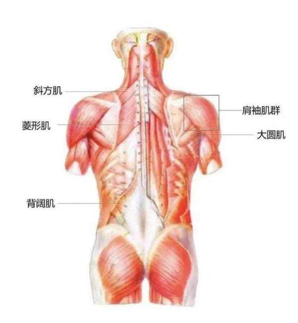 背部肌肉构成，怎么锻炼-第1张