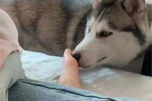 为什么狗狗会经常舔主人的手脚（为什么狗狗喜欢一直舔主人的手）-第2张
