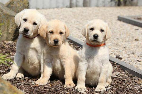 4个挑选拉布拉多犬的小技巧，如何选购好品种的拉布拉多犬-第2张