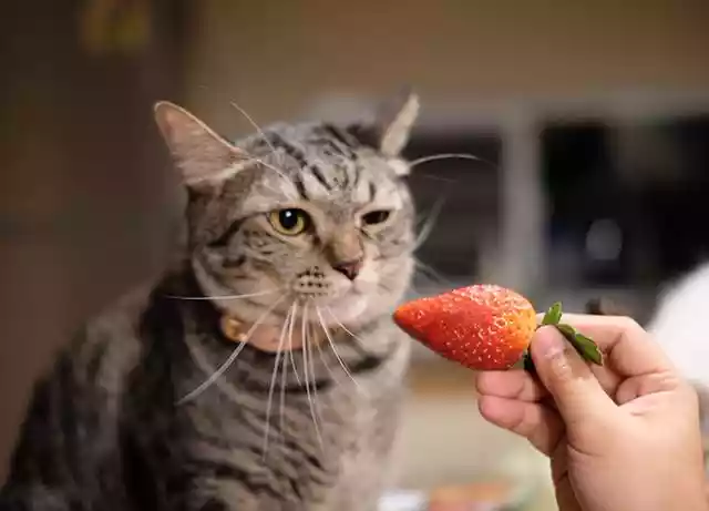 猫可以吃水果吗（一个多月的猫能吃水果不）-第1张