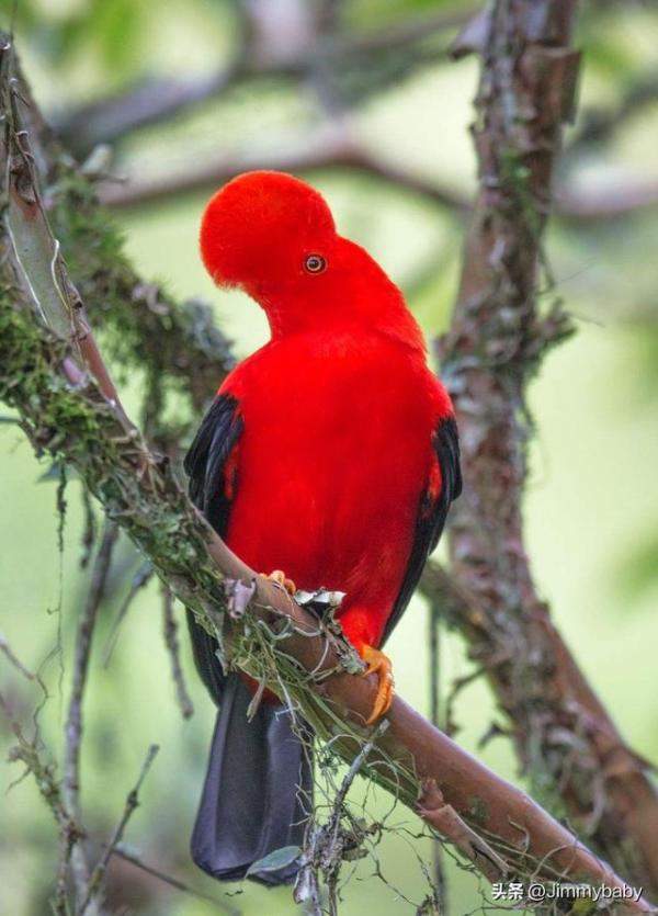 世界奇鸟大观之安第斯冠伞鸟，大怪鸟与伞鸟的区别-第7张