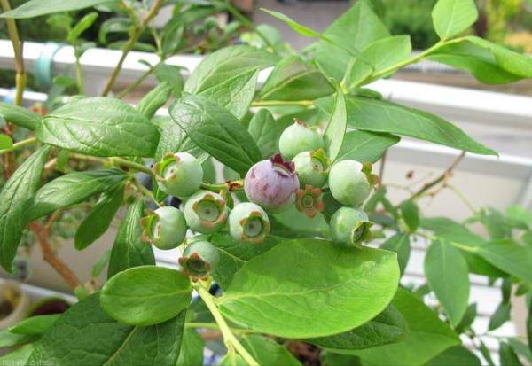 5种水果种在阳台上，种什么样的水果一年四季都有吃-第17张