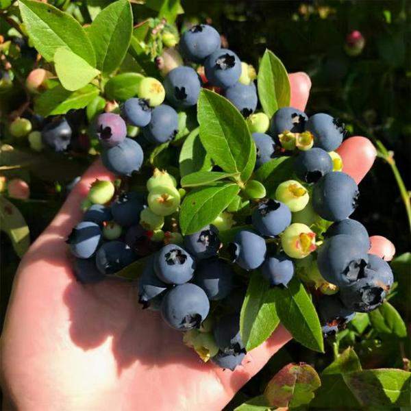 院子里露天种蓝莓（蓝莓庭院如何种植）-第8张