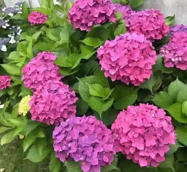 院子里养5种花开花漂亮（四季都开的花适合在庭院养）-第7张