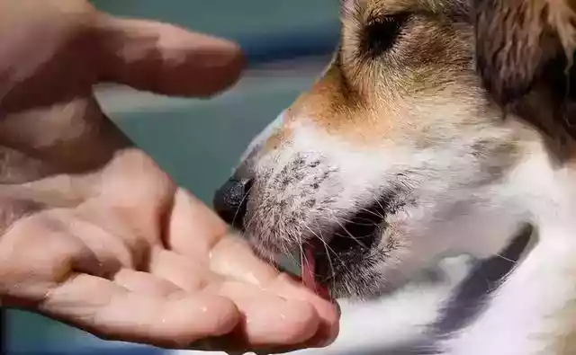 为什么狗狗会经常舔主人的手脚（为什么狗狗喜欢一直舔主人的手）-第1张