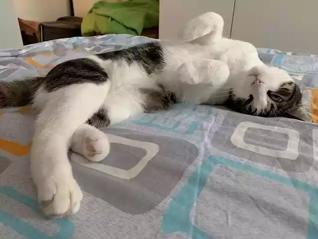 猫咪喜欢和人一起睡觉（猫咪为啥想和人一起睡觉）-第4张