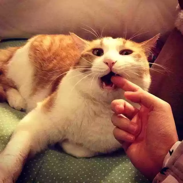 猫咪轻咬主人的含义（猫咪为什么喜欢轻轻咬主人的手指）-第1张