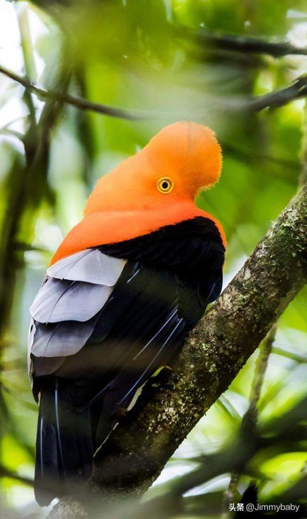 世界奇鸟大观之安第斯冠伞鸟，大怪鸟与伞鸟的区别-第3张
