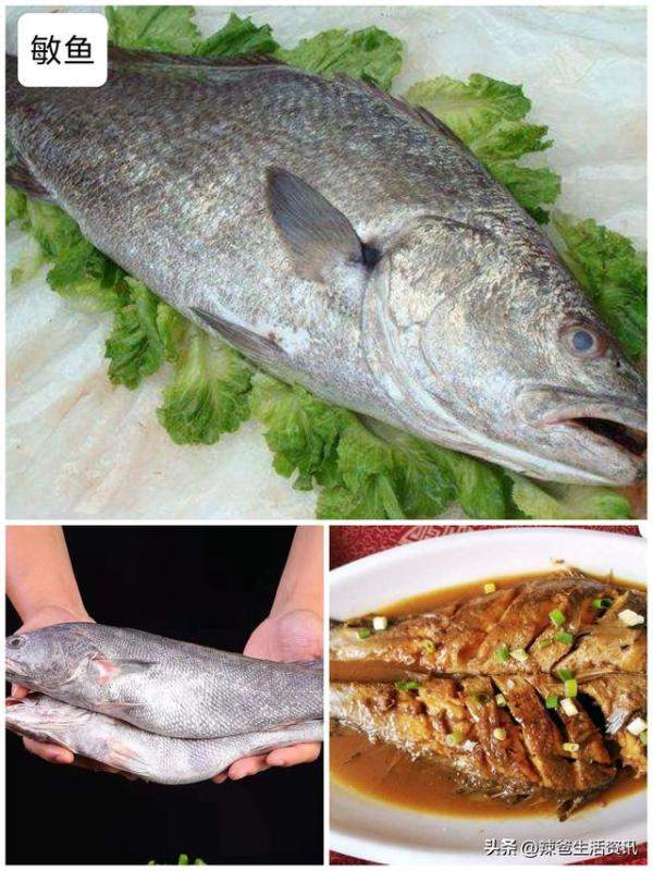 40种好吃不贵的野生海鱼，常见好吃的海鱼排行-第15张