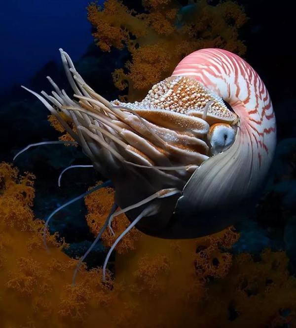 美丽的海底世界（海底世界太美妙啦）-第56张