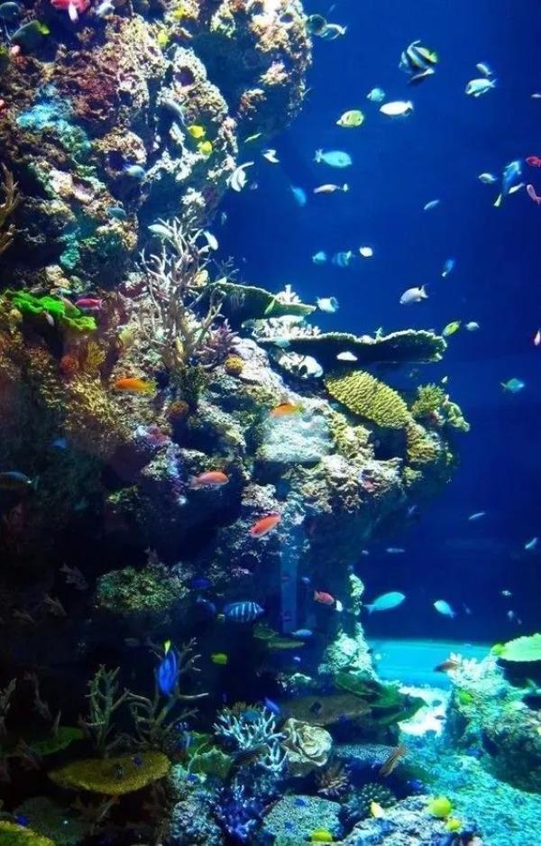 美丽的海底世界（海底世界太美妙啦）-第4张
