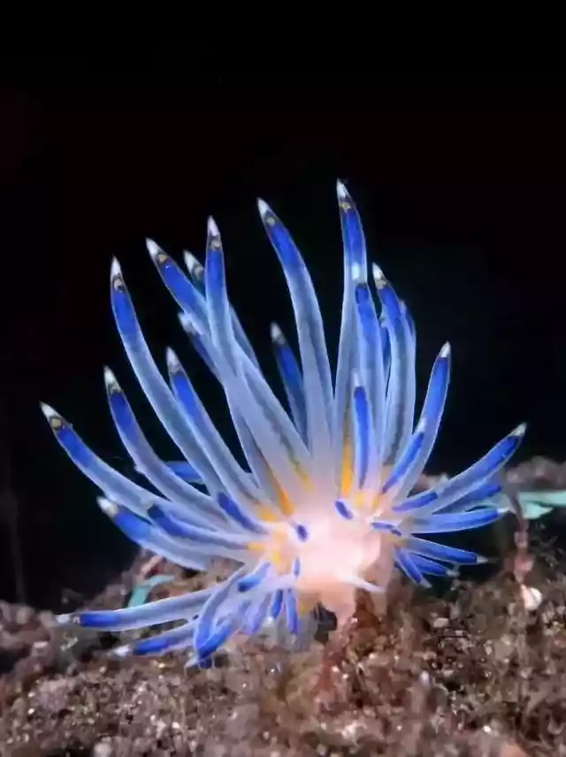 美丽的海底世界（海底世界太美妙啦）-第1张