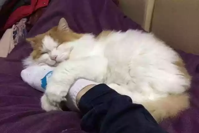 猫咪喜欢和人一起睡觉（猫咪为啥想和人一起睡觉）-第6张