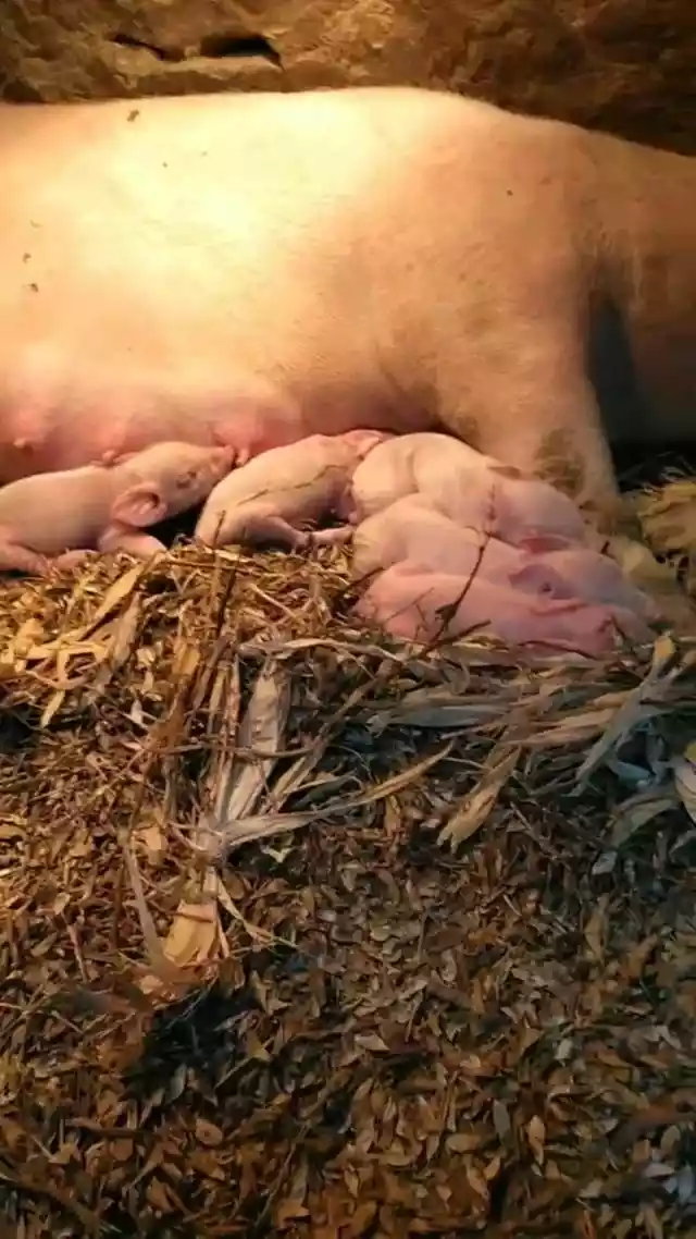 一头母猪一年可为养殖户创造4万多元的效益（一头母猪一年的养殖成本）-第2张