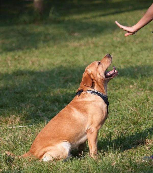 4个挑选拉布拉多犬的小技巧，如何选购好品种的拉布拉多犬-第9张