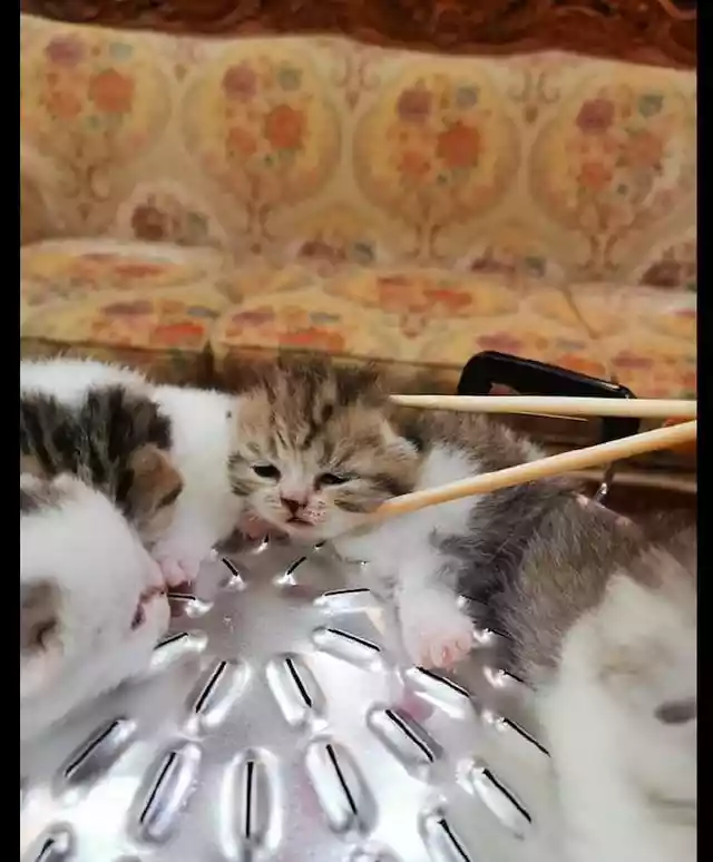 网友将小猫们放进锅里（一只小猫能吃多少根火腿肠）-第2张