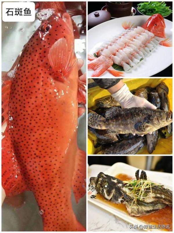 40种好吃不贵的野生海鱼，常见好吃的海鱼排行-第21张