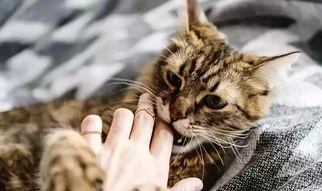 猫咪轻咬主人的含义（猫咪为什么喜欢轻轻咬主人的手指）-第5张