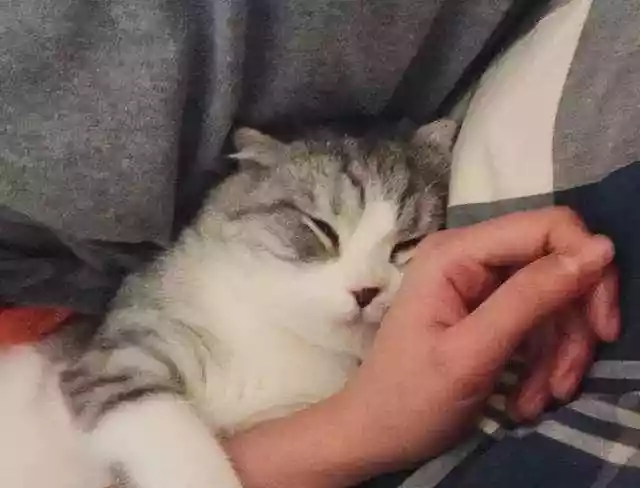 猫咪喜欢和人一起睡觉（猫咪为啥想和人一起睡觉）-第3张