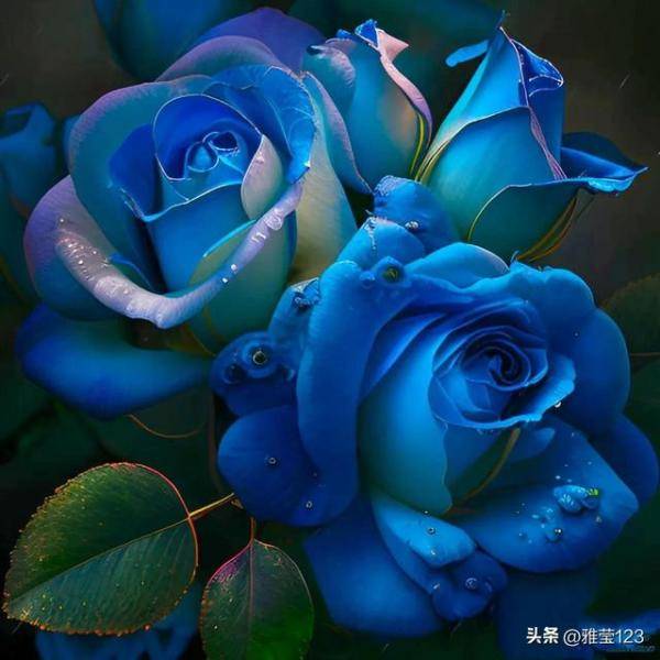 蓝玫瑰，蓝玫瑰花语与含义-第10张