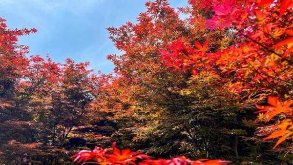 赏红叶不用等秋天，金秋十月是赏红叶的最佳时节-第1张