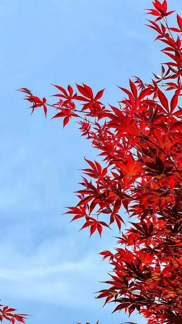 赏红叶不用等秋天，金秋十月是赏红叶的最佳时节-第2张