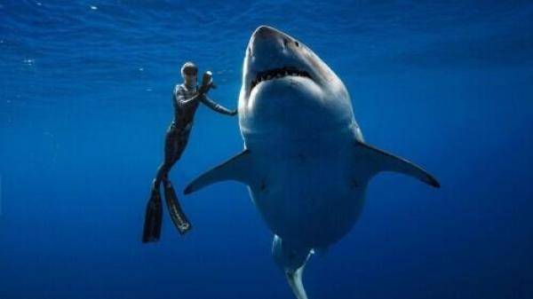 世界上最大的大白鲨重达2吨，世界上最大的大白鲨嘴巴-第1张