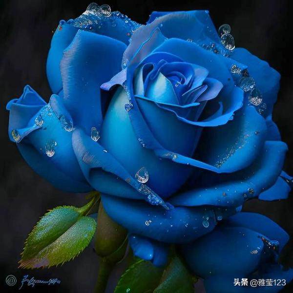 蓝玫瑰，蓝玫瑰花语与含义-第1张